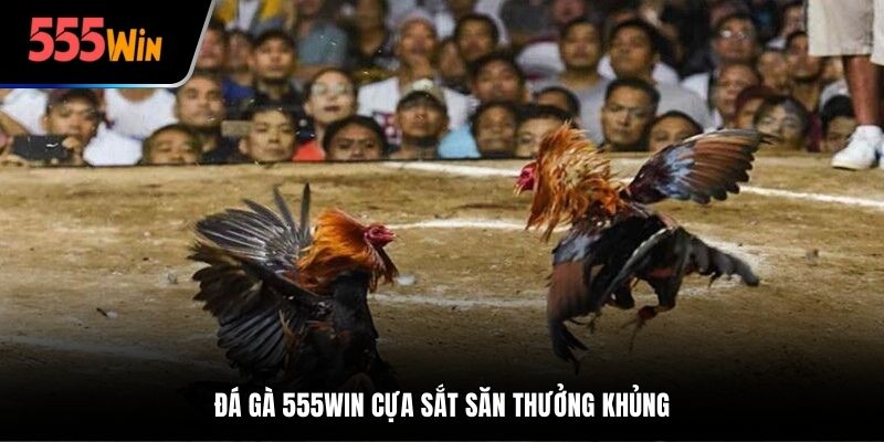 Đá gà 555win cựa sắt săn thưởng khủng