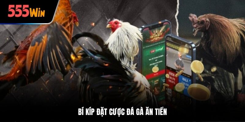 Bí kíp đặt cược đá gà ăn tiền