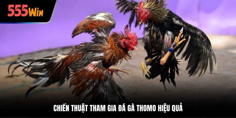 Chiến thuật tham gia đá gà Thomo hiệu quả