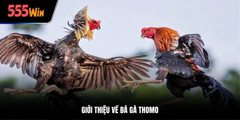 Giới thiệu về đá gà Thomo tại trang 555win