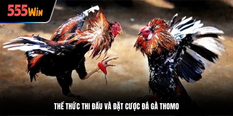 Thể thức thi đấu và đặt cược đá gà Thomo tại nhà cái 555Win