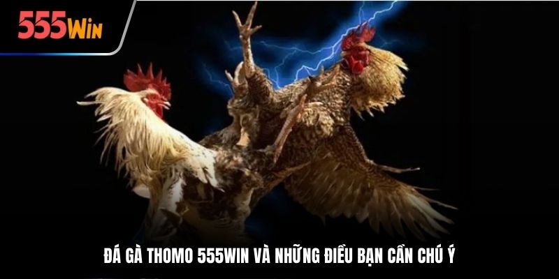 cá cược đá gà thomo
